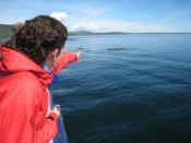 Whale watching (asea)