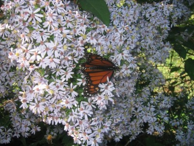 monarch butterfly on wild aster