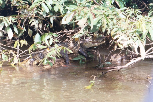 larger caiman