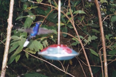 hummingbird, Monteverde Cloud Forest