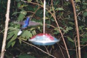 hummingbird, Monteverde Cloud Forest