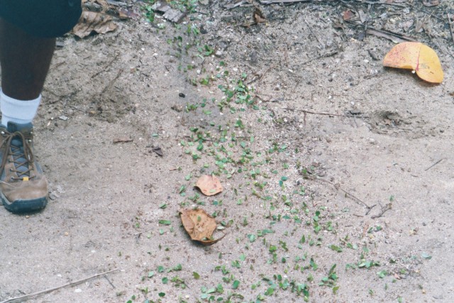 leafcutter ants, Cahuita refuge