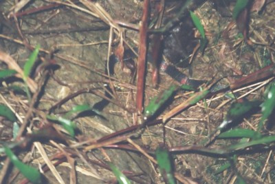 nighttime snake/frog hunt, Rara Avis