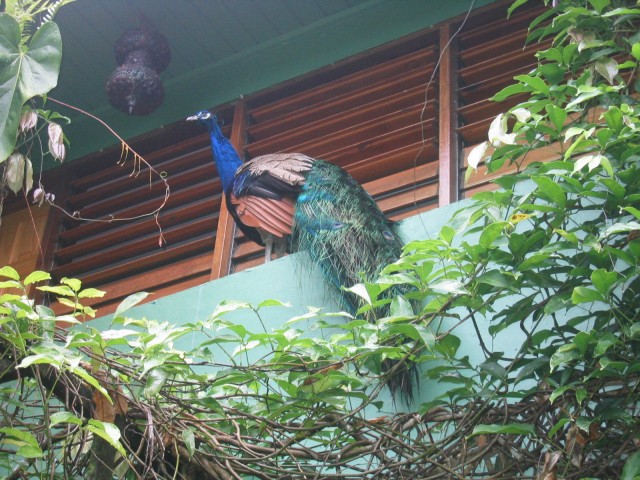 Papillote's spectacular male peacock hanging outside one of the rooms