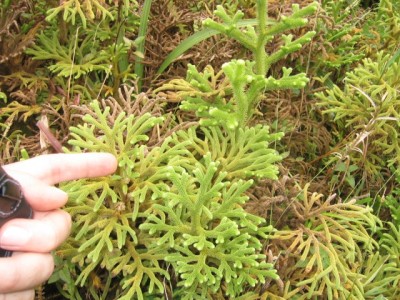 an interesting plant we found along the trail