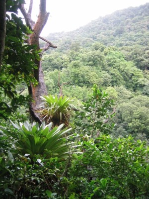 some large epiphytes
