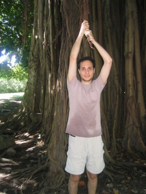 huge ficus (Banyan) tree at Dominica's Botanical Garden