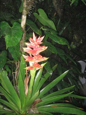 yet another gorgeous bromeliad