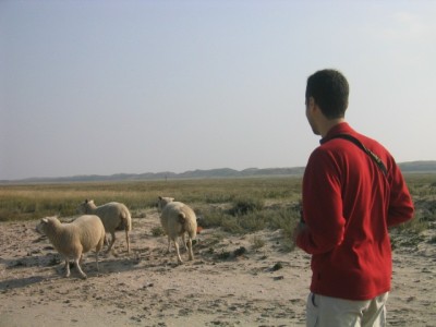 beach sheep