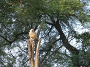 birding in Bharatpur
