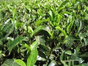 tea plant close-up