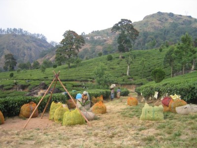 tea pluckers in Munnar
