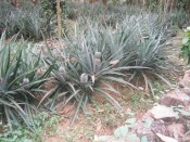 pineapple plants