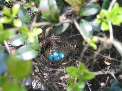 a robin's nest, complete with eggs, in one of our hollies.  (the babies hatched and flew off.)