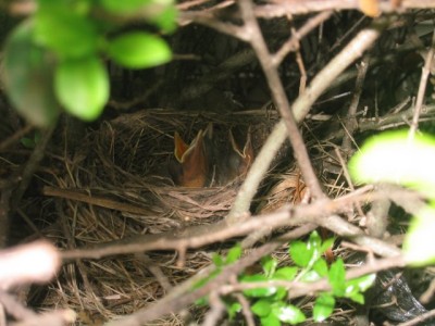 baby robins