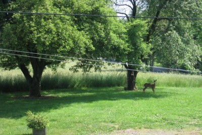 deer in the yard