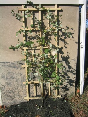 honeysuckle (Lonicera x heckerottii 'Gold Flame'). fall 2005