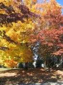 our sugar maples (Acer saccharum) in fall colors