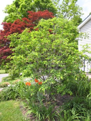 Amelanchier lamarckii, May 2007