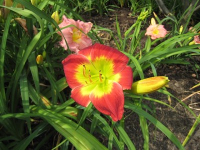 Daylily (Hemerocallis) 'Christmas Is'