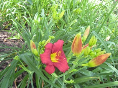 Daylily (Hemerocallis) 'Pardon Me'