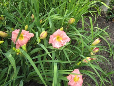 Daylily (Hemerocallis) 'Jedi Dot Pierce'