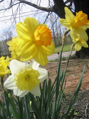 daffodils