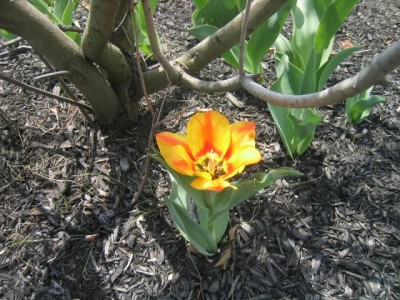 another Dutch tulip from our friend