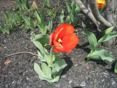 one of the tulips our friend brought back from Holland for us (don't tell Customs)