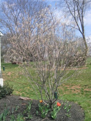 serviceberry (Amelanchier lamarckii). spring 2006
