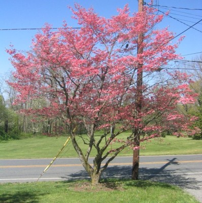 pink dogwood