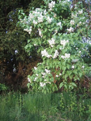 white lilac