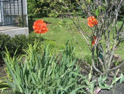 poppies