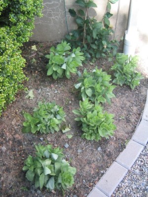 Sedum 'Autumn Joy'.  May 2006