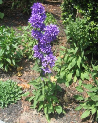 Campanula glomerata 'Superba'.
left front: Campanula 'Blue Clips';
left rear: Rudbeckia var. fulgida. May 2006