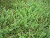 some kind of adorable, miniature yarrow in my (chemical-free) lawn