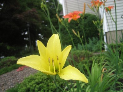 daylily (variety TBD)