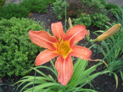 daylily (variety TBD)