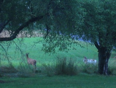 finally, proof of our albino deer (picture is fuzzy because of poor light conditions plus zoom)
