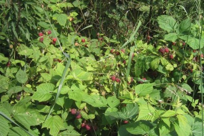 our wild raspberries