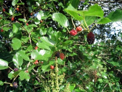 our mulberry tree