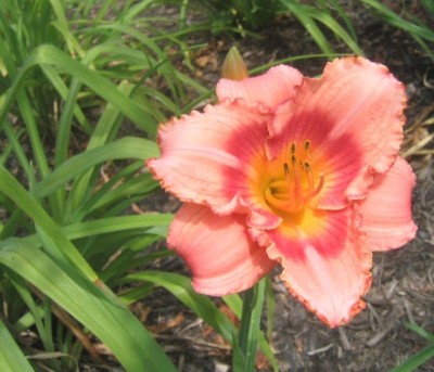 daylily (Hemerocallis 'Jedi Dot Pierce')