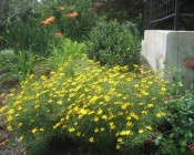 Coreopsis & Co.