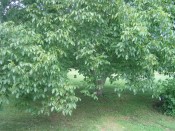 our lovely English Walnut tree