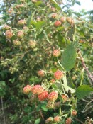 our [invasive] wild blackberries (not yet ripe)