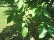 close-up of walnuts