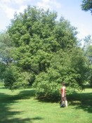 one (the healthiest) of our apple trees