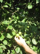 baby apples.  cute? yes.  tasty? not so much.