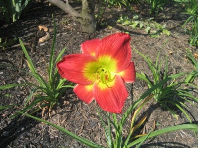 daylily (Hemerocallis 'Christmas Is')