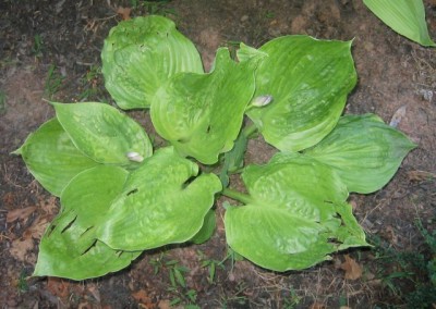 Hosta 'Sum and Substance', possibly infected with Hosta Virus X (HVX)
